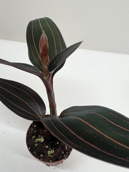 Jewel orchid