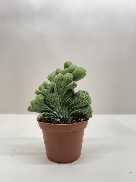 Crested apple cactus