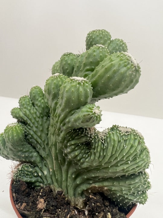 Crested apple cactus