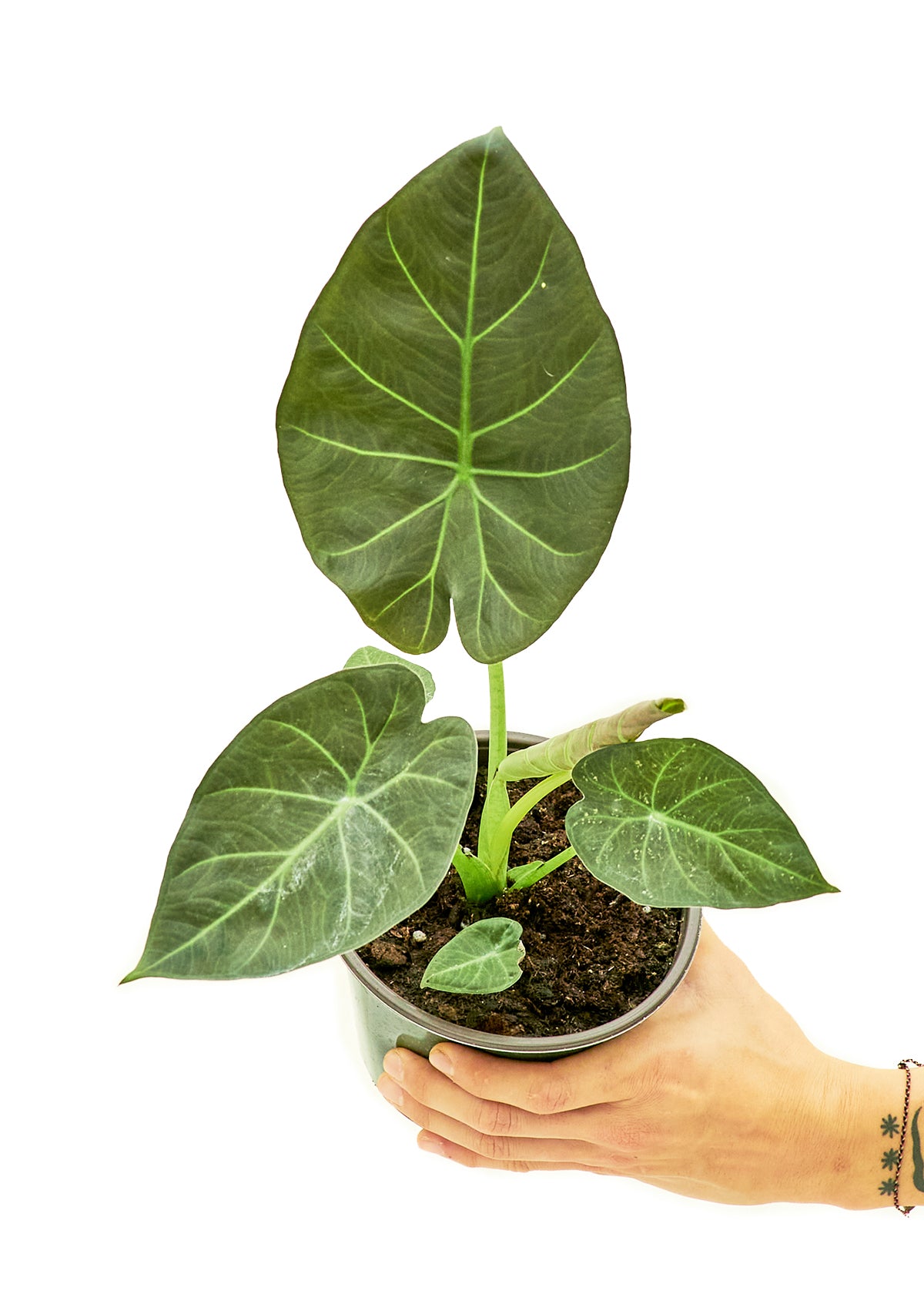 Alocasia 'Regal Shields'