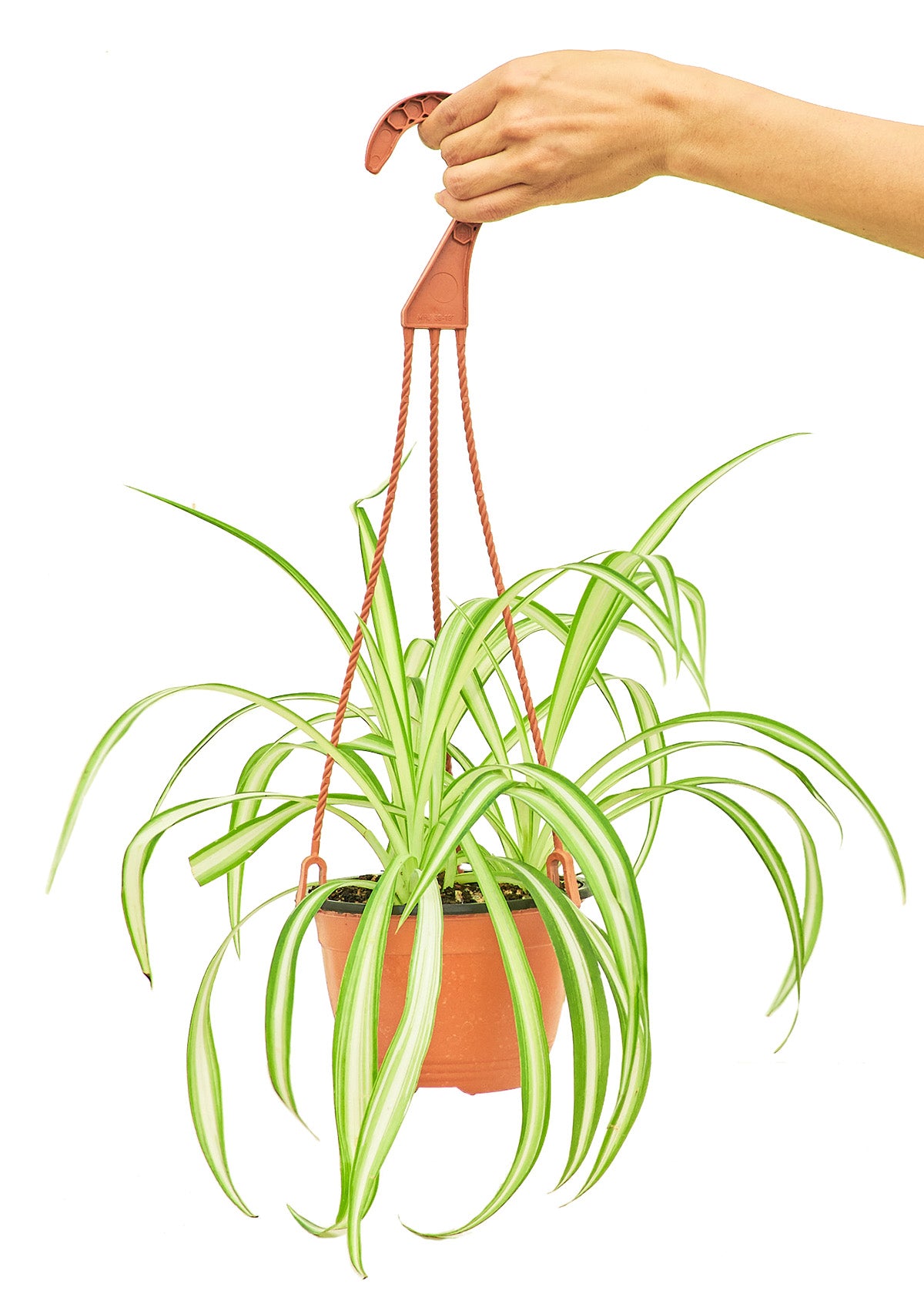 Spider Plant