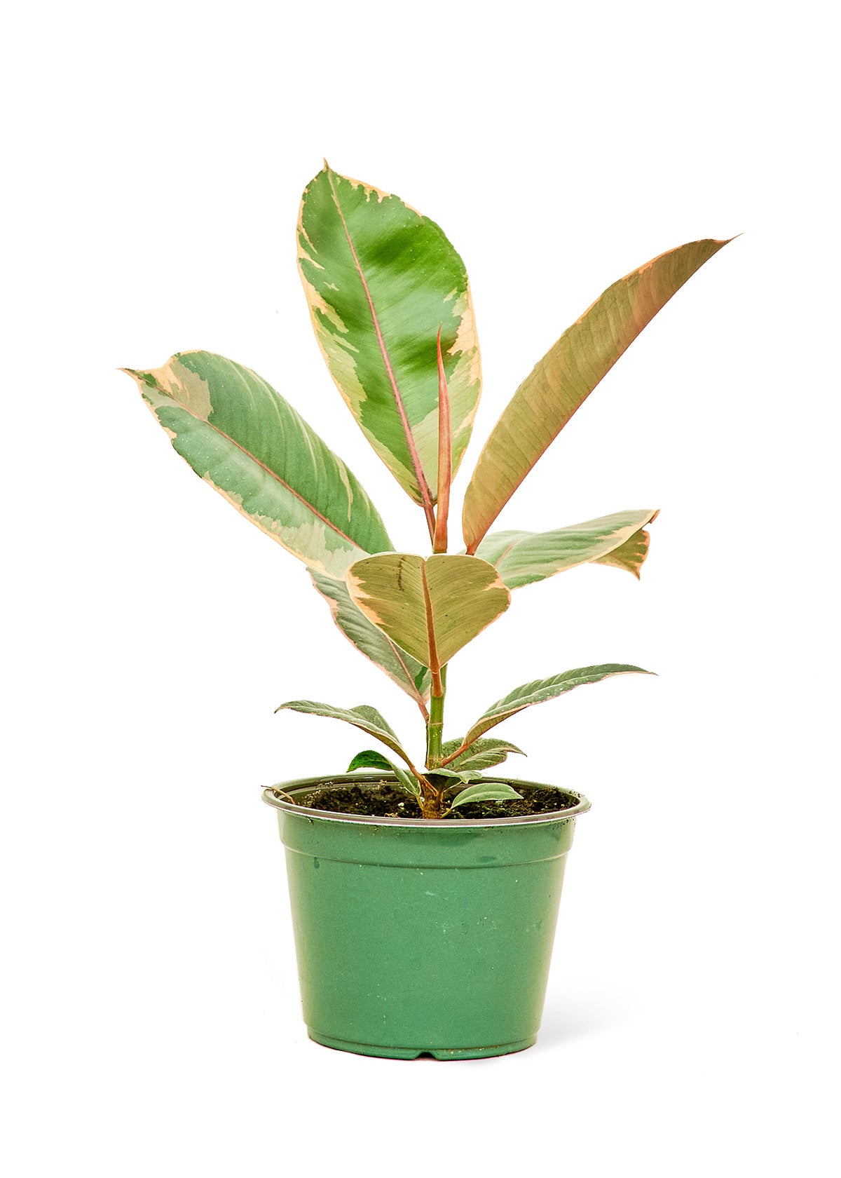 Rubber Tree 'Tineke'