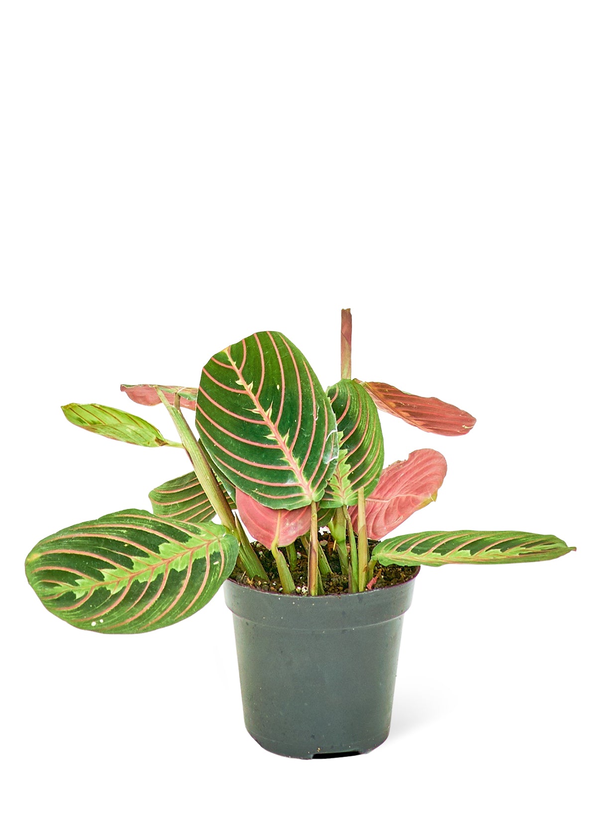 Prayer Plant 'Erythroneura'