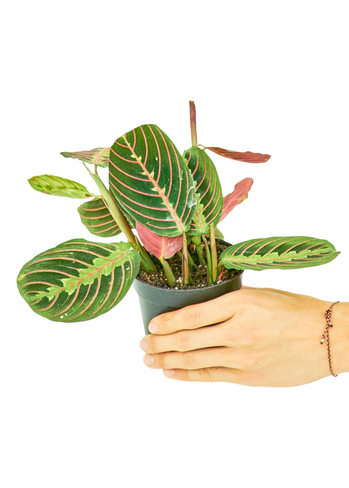 Prayer Plant 'Erythroneura'