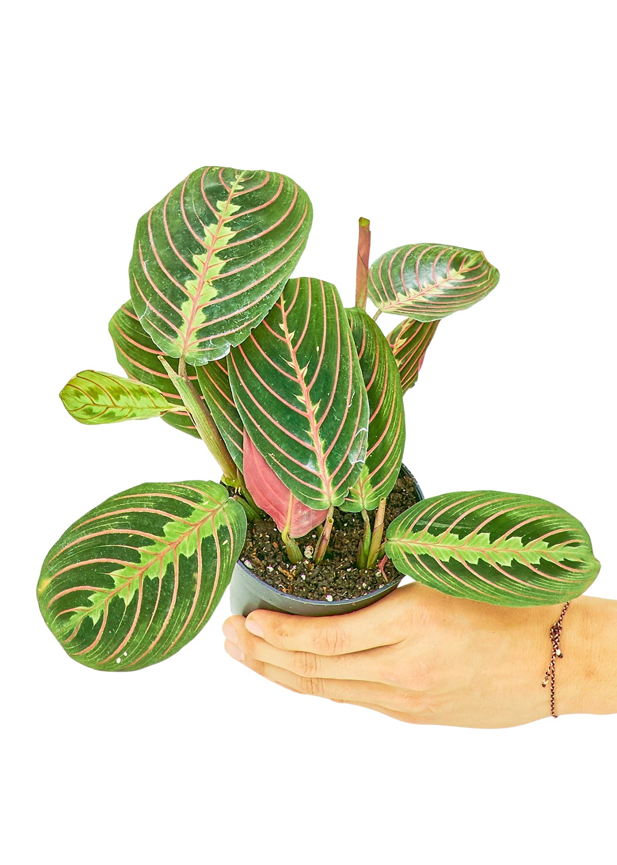 Prayer Plant 'Erythroneura'