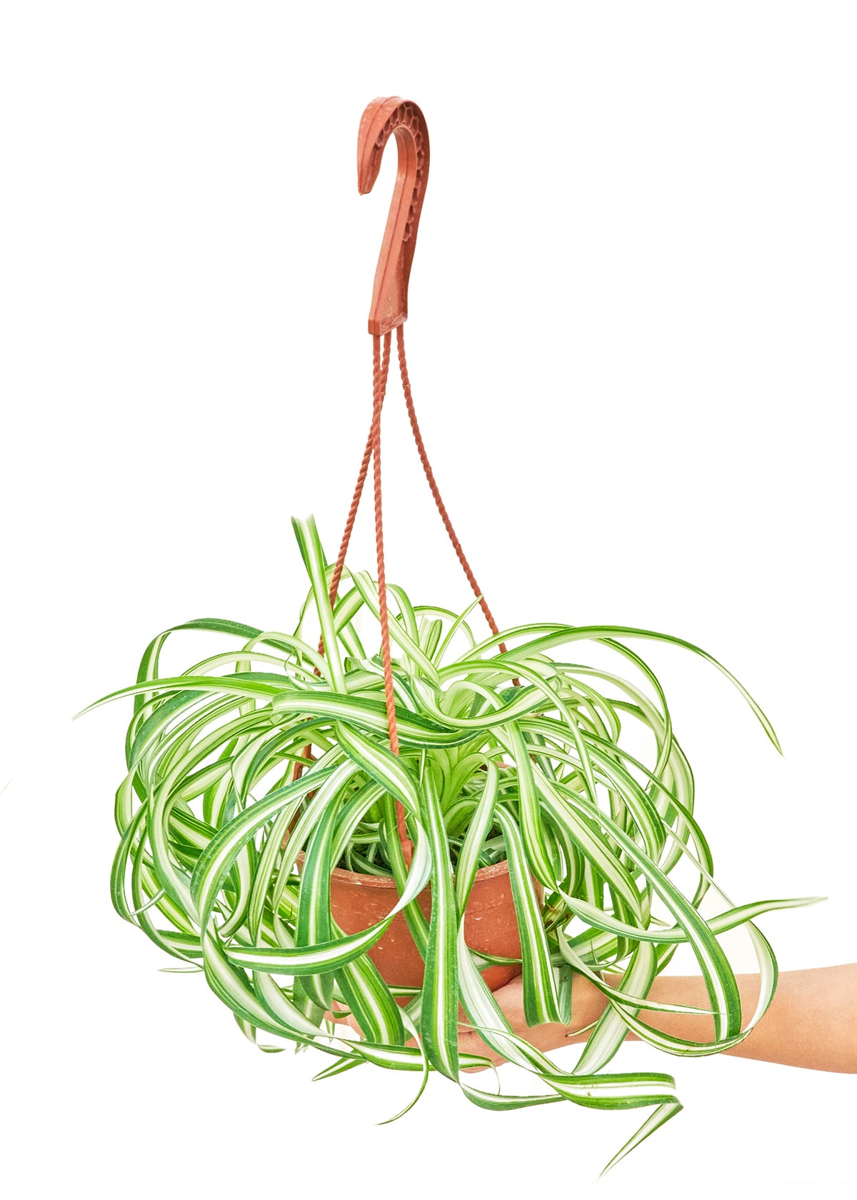 Spider Plant 'Bonnie'