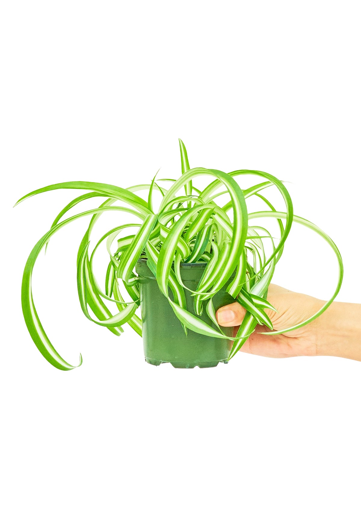 Spider Plant 'Bonnie'