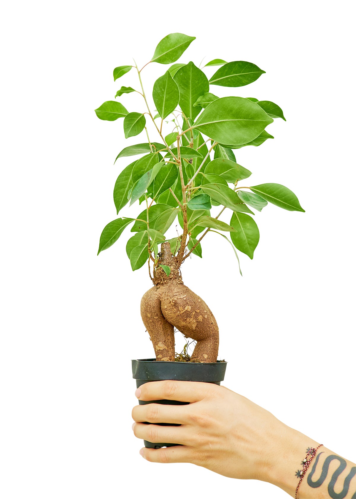 Ficus 'Ginseng'