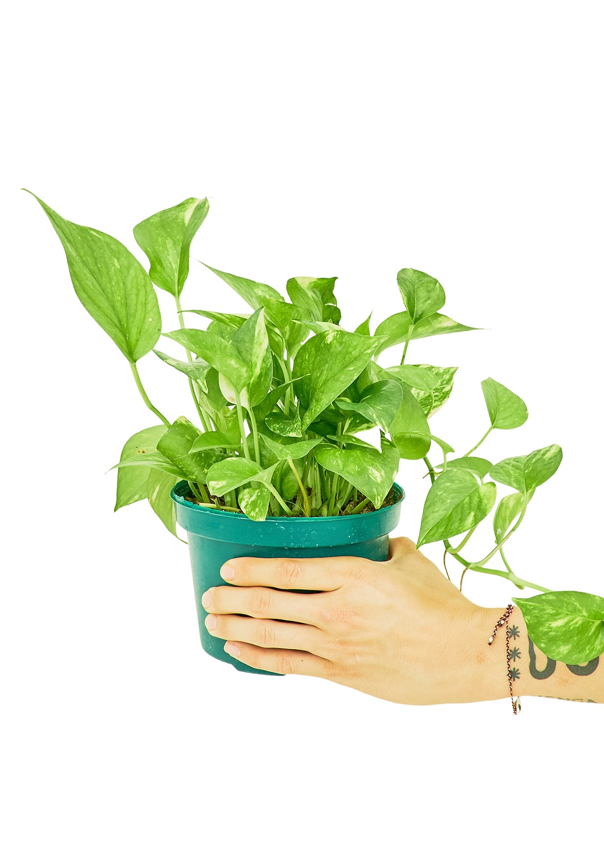 Golden Pothos