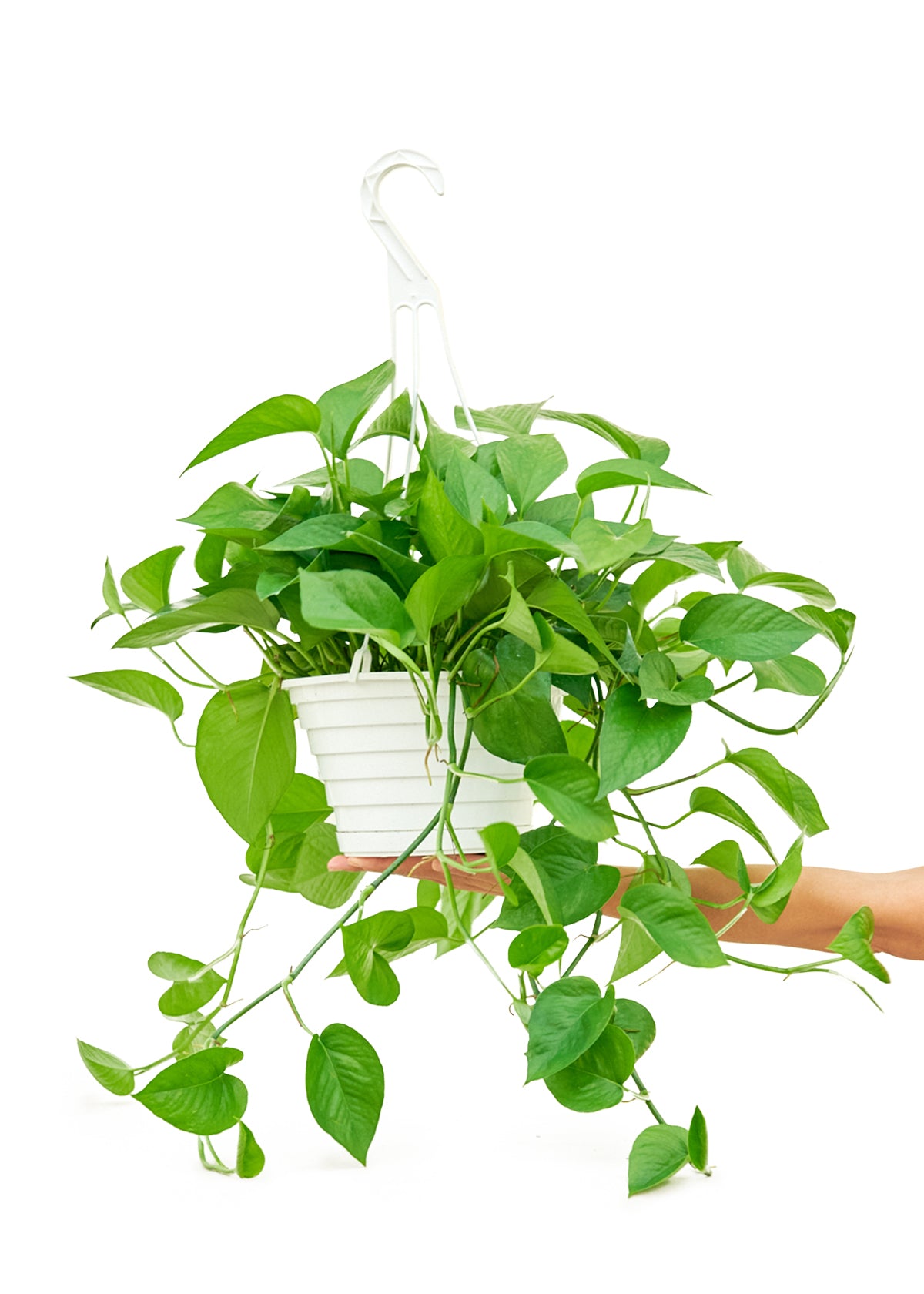 Pothos 'Jade'