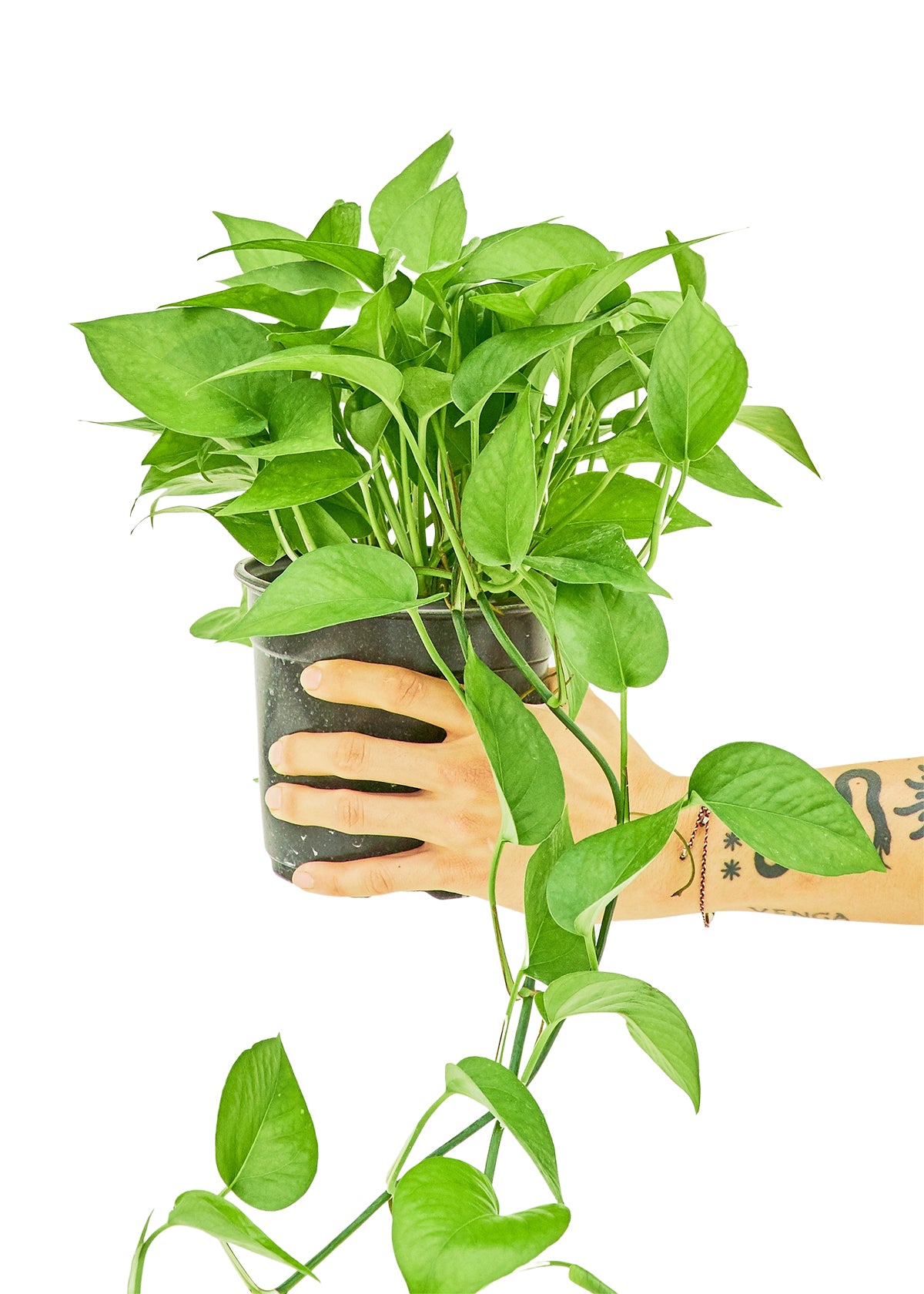 Pothos 'Jade'