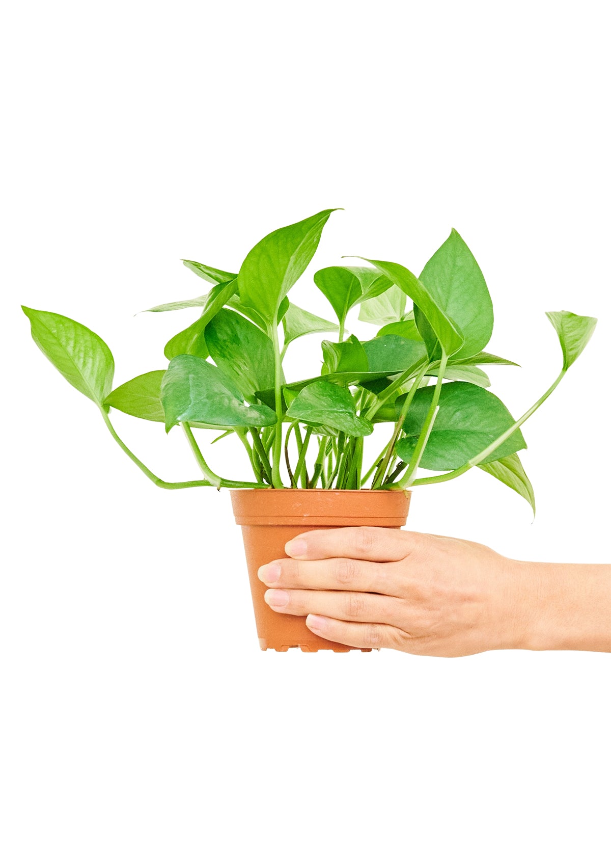 Pothos 'Jade'