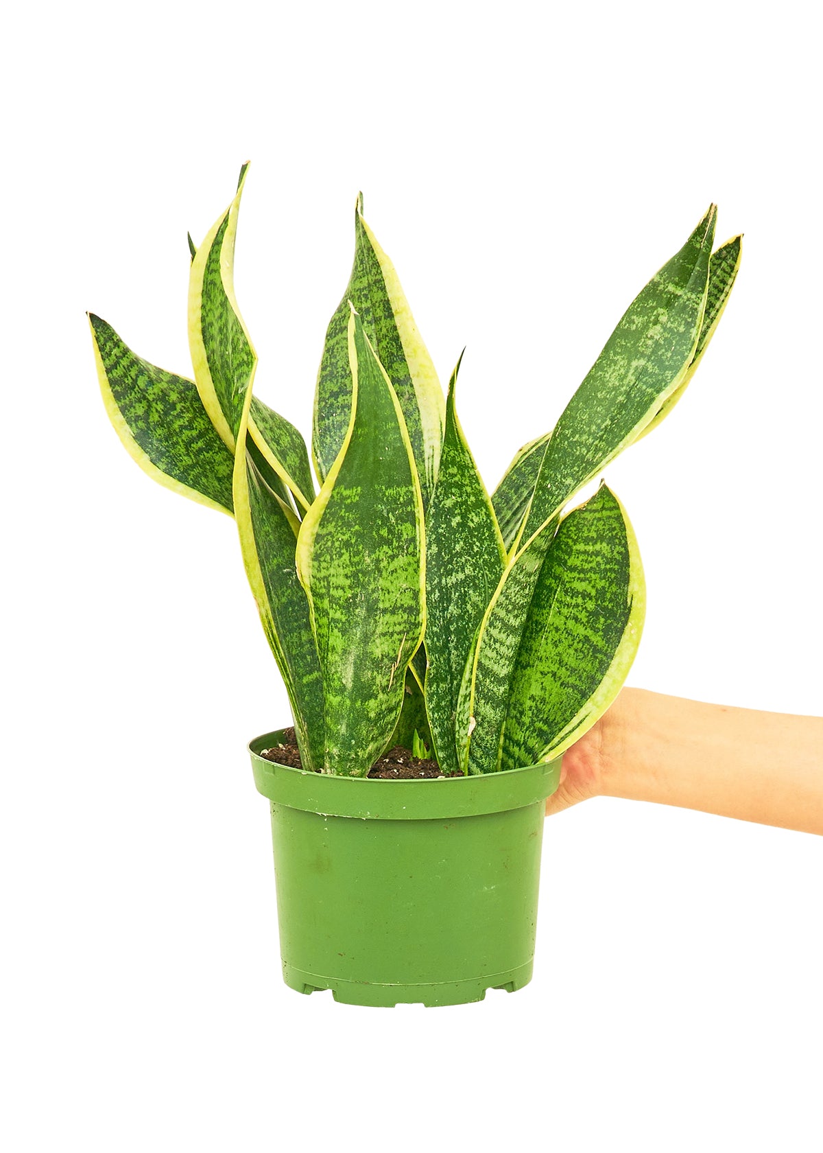 Snake Plant 'Laurentii'