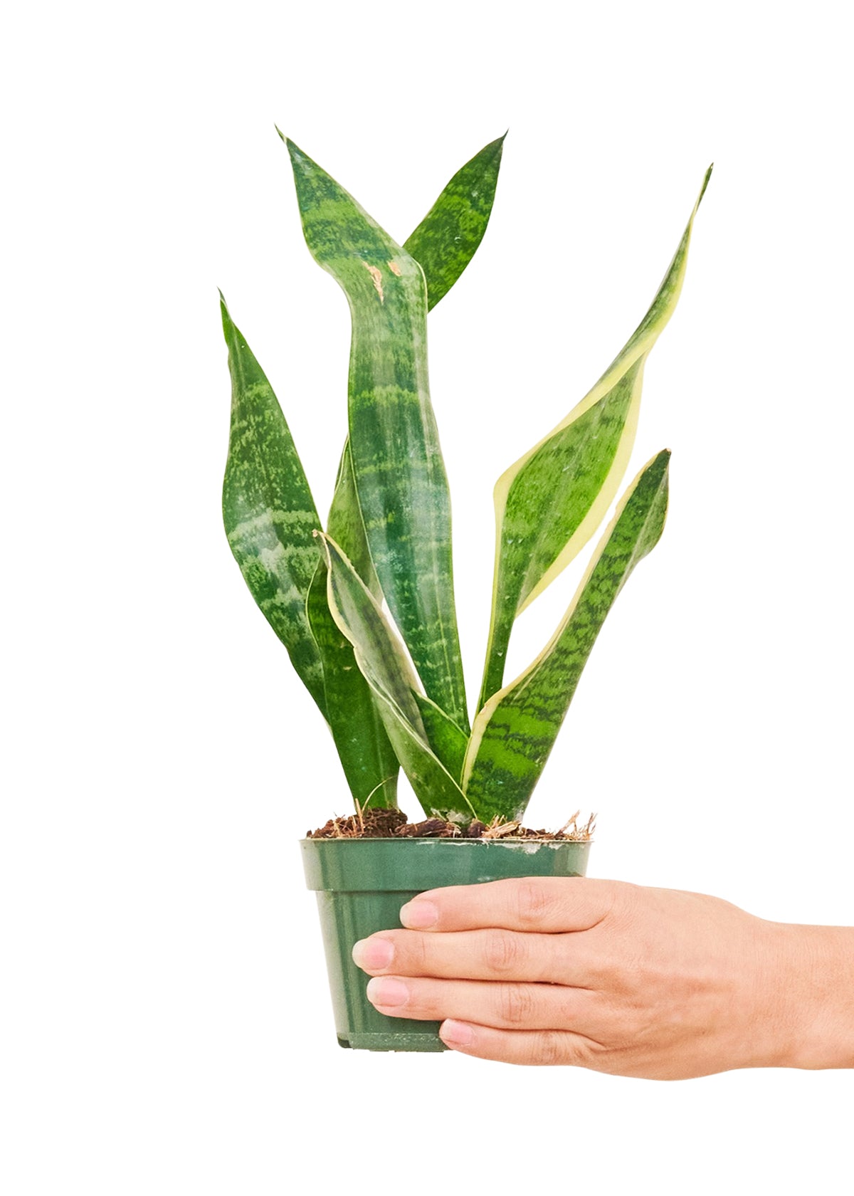 Snake Plant 'Laurentii'