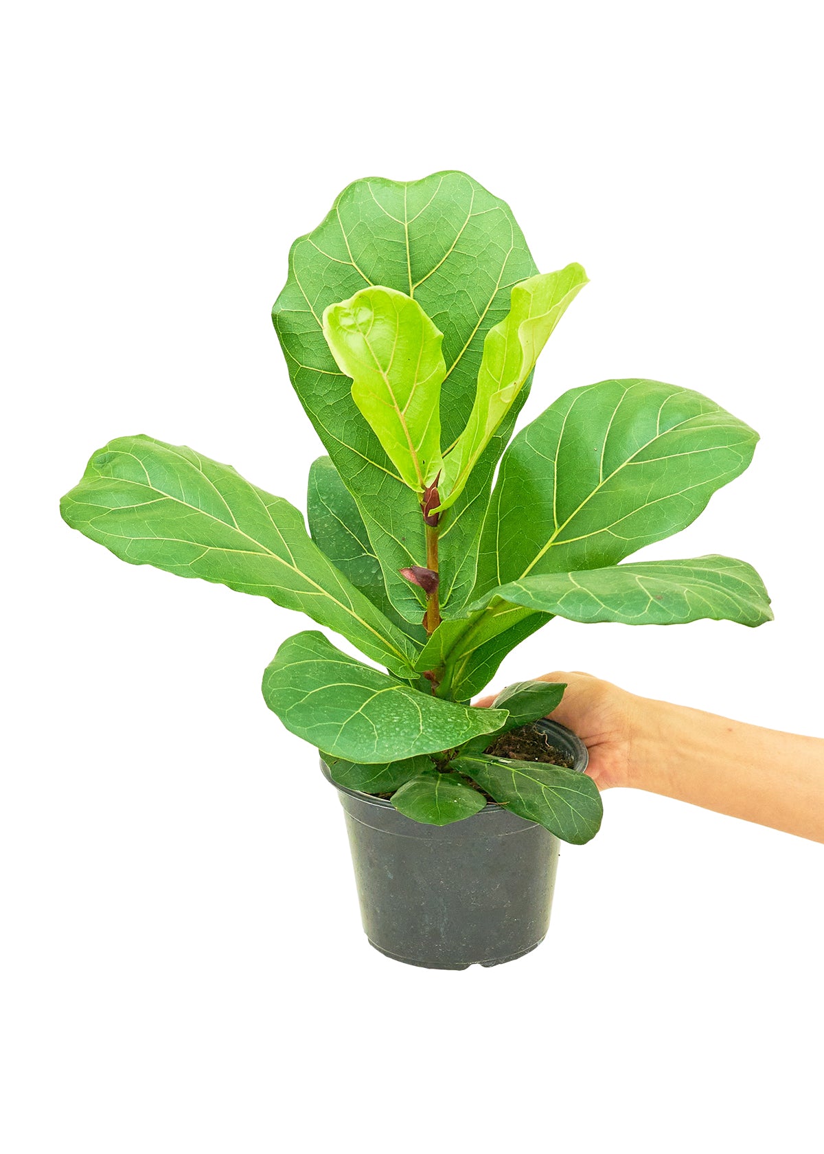 Fiddle Leaf Fig