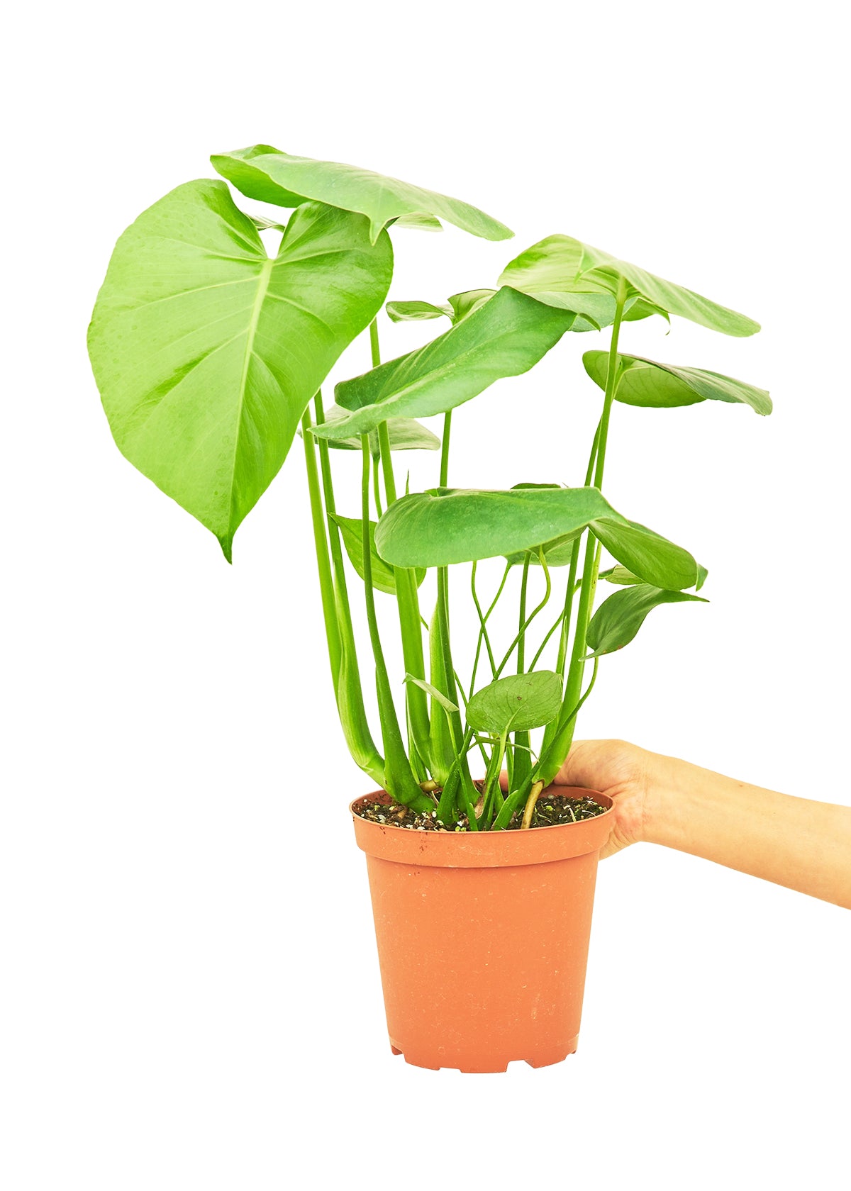 Monstera