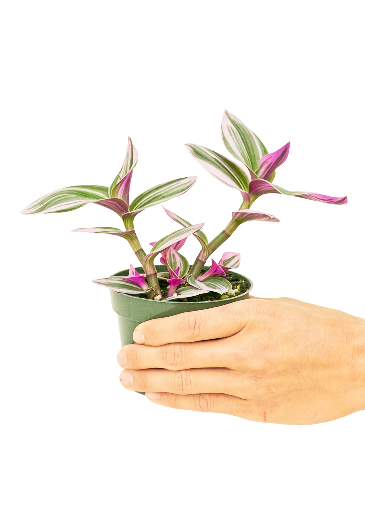 Tradescantia 'Nanouk