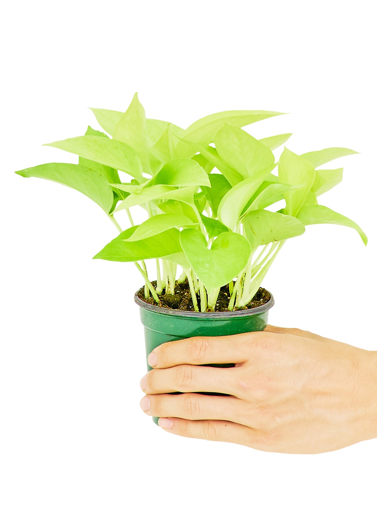 Neon Pothos