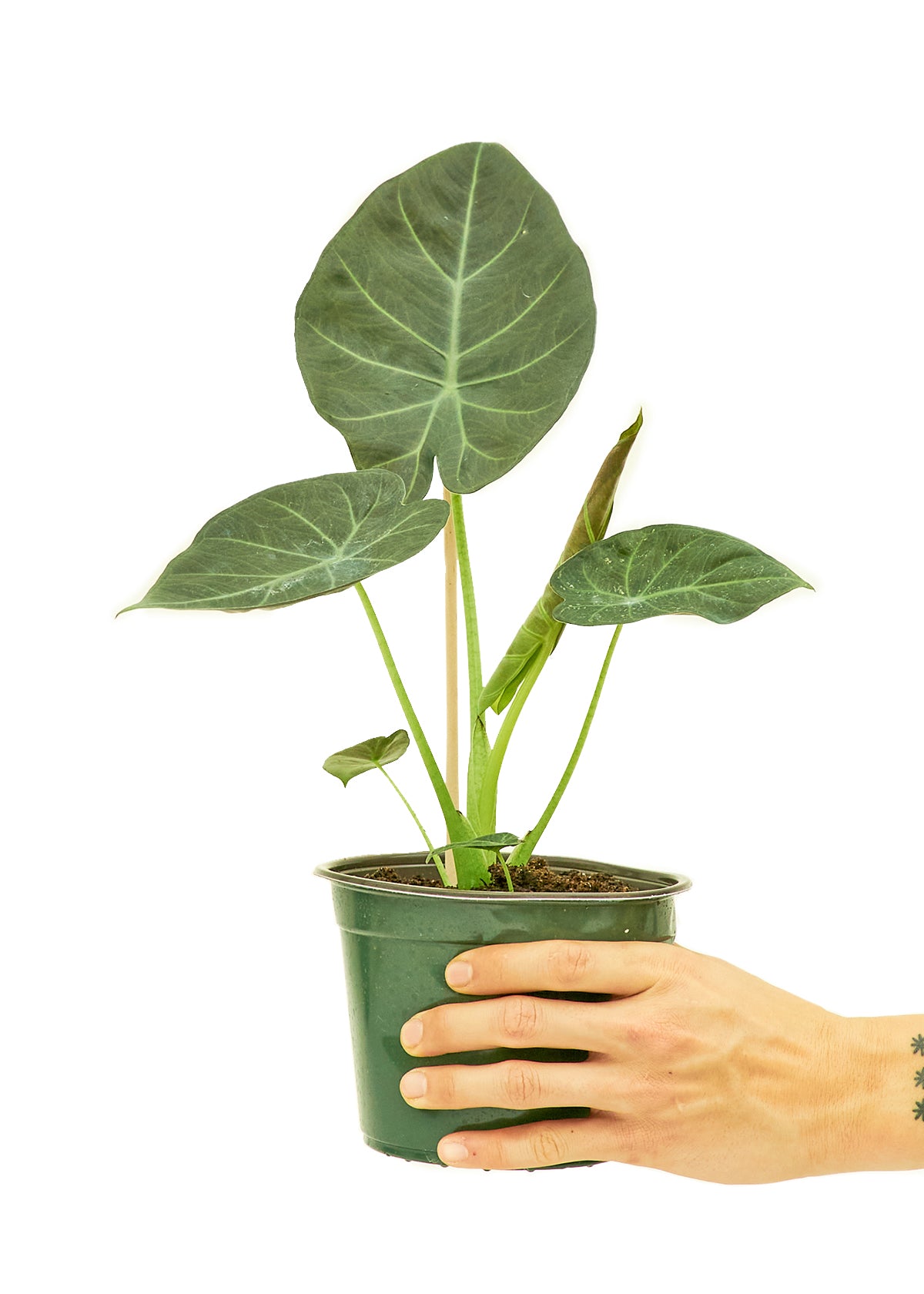 Alocasia 'Regal Shields'