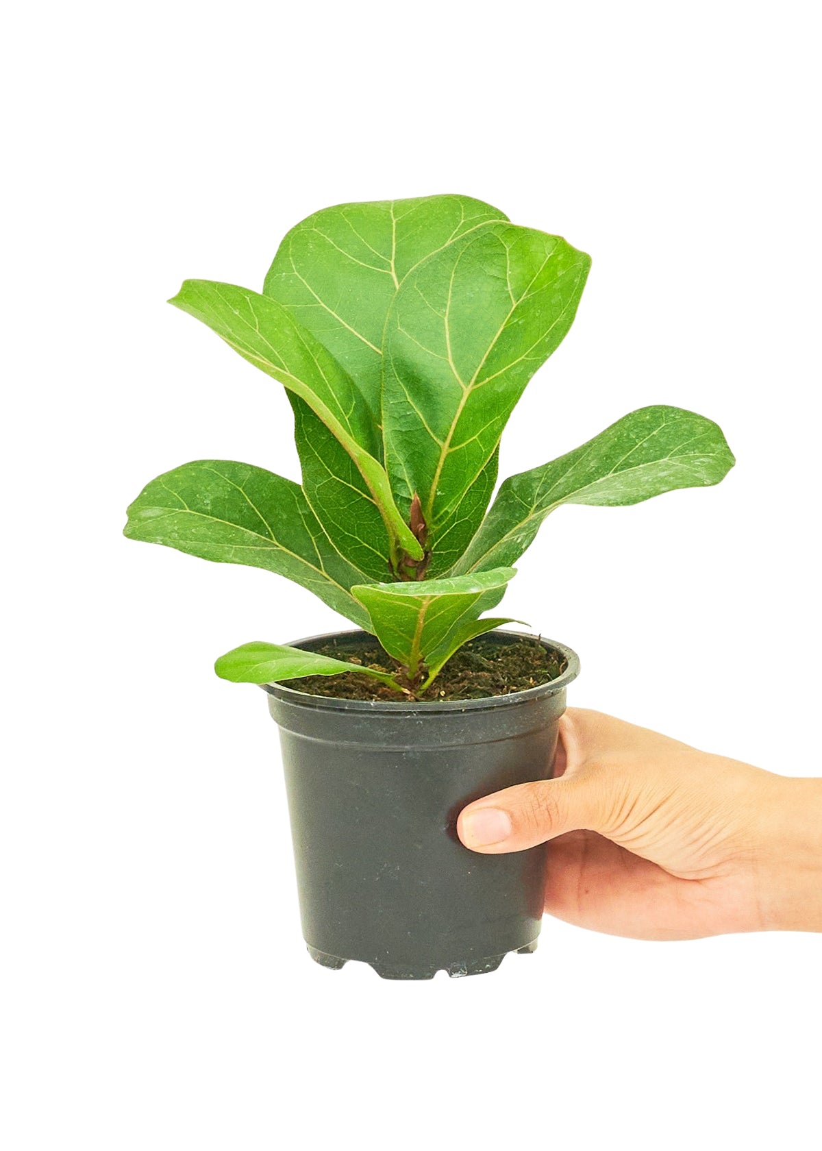 Fiddle Leaf Fig