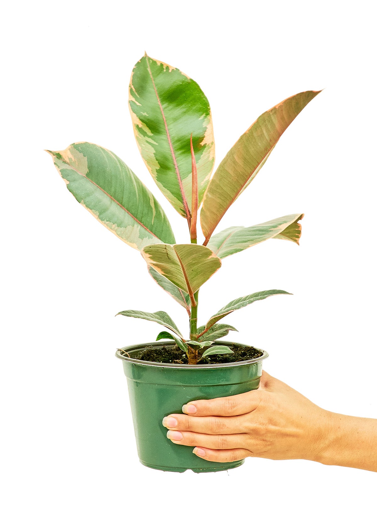 Rubber Tree 'Tineke'